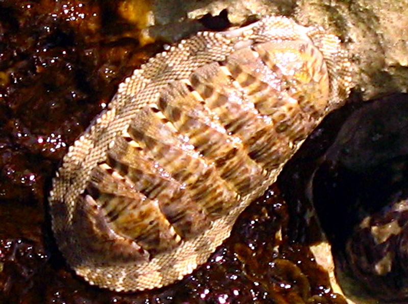 Chiton squamosus